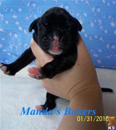Boxer Puppies for Sale